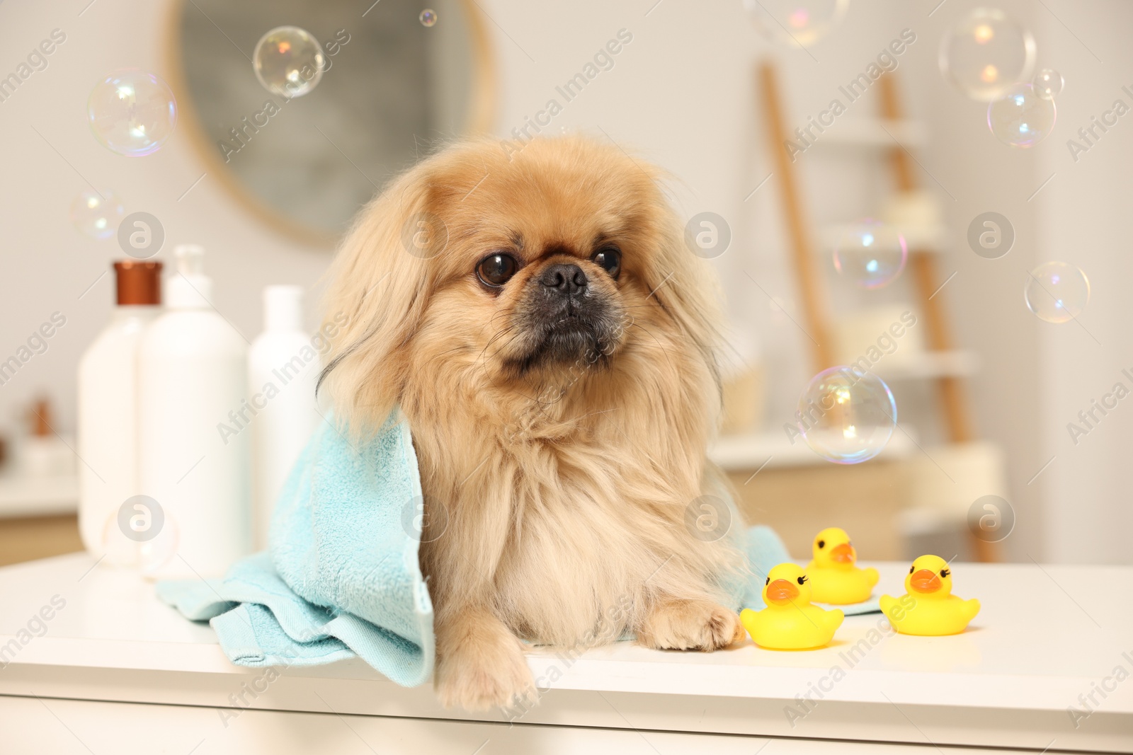 Photo of Cute Pekingese dog with towel, bottles, rubber ducks and bubbles in bathroom. Pet hygiene