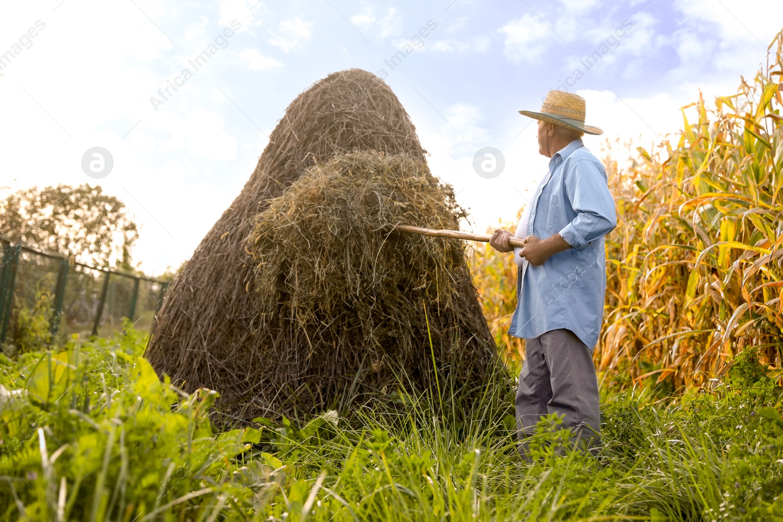 Photo of Senior man in straw hat pitching hay on farmland