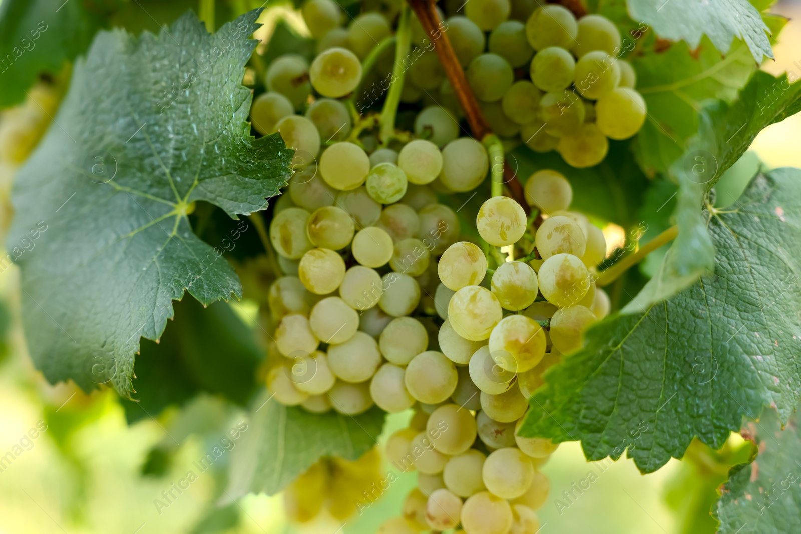 Photo of Ripe juicy grapes growing in vineyard outdoors, closeup