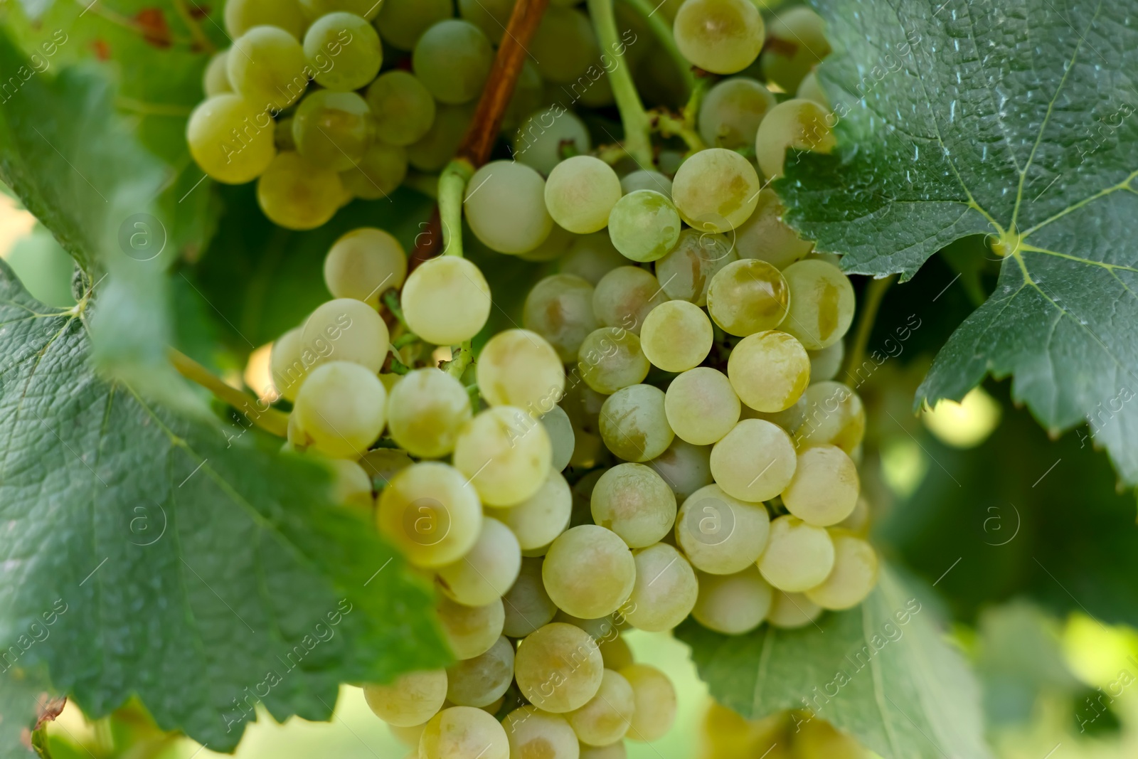 Photo of Ripe juicy grapes growing in vineyard outdoors, closeup