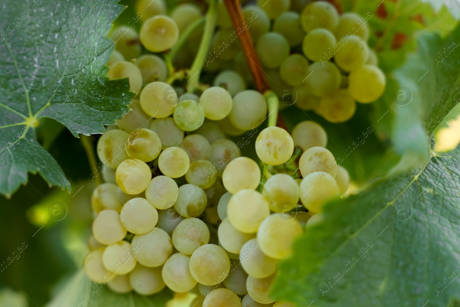 Photo of Ripe juicy grapes growing in vineyard outdoors, closeup