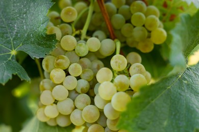 Photo of Ripe juicy grapes growing in vineyard outdoors, closeup