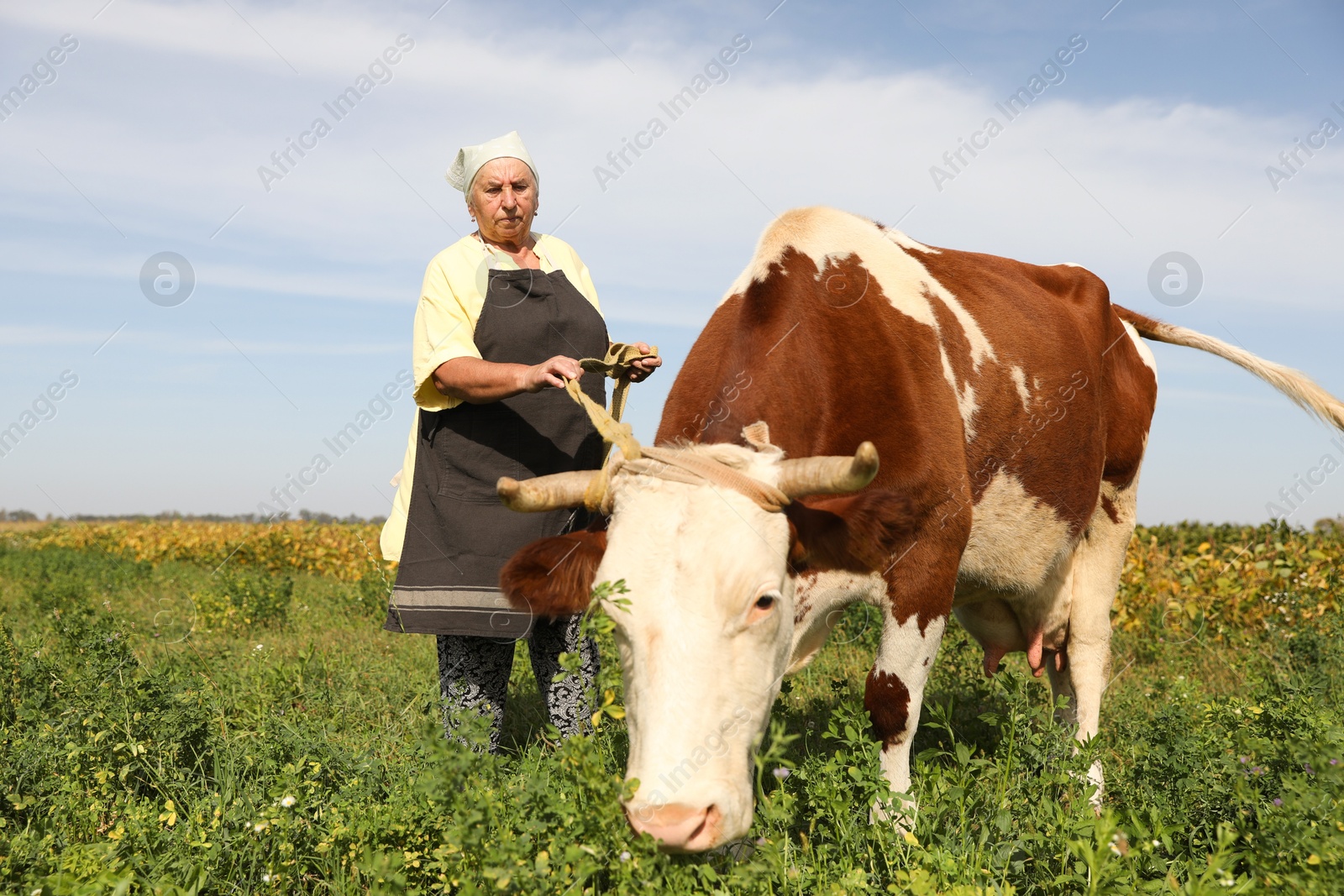 Photo of Senior woman with beautiful cow on pasture