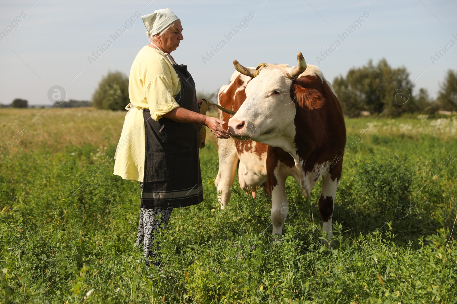 Photo of Senior woman with beautiful cow on pasture