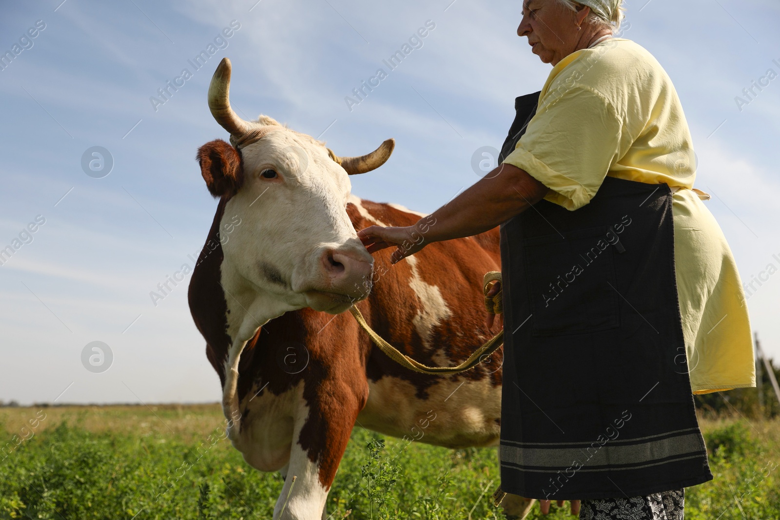 Photo of Senior woman with beautiful cow on pasture