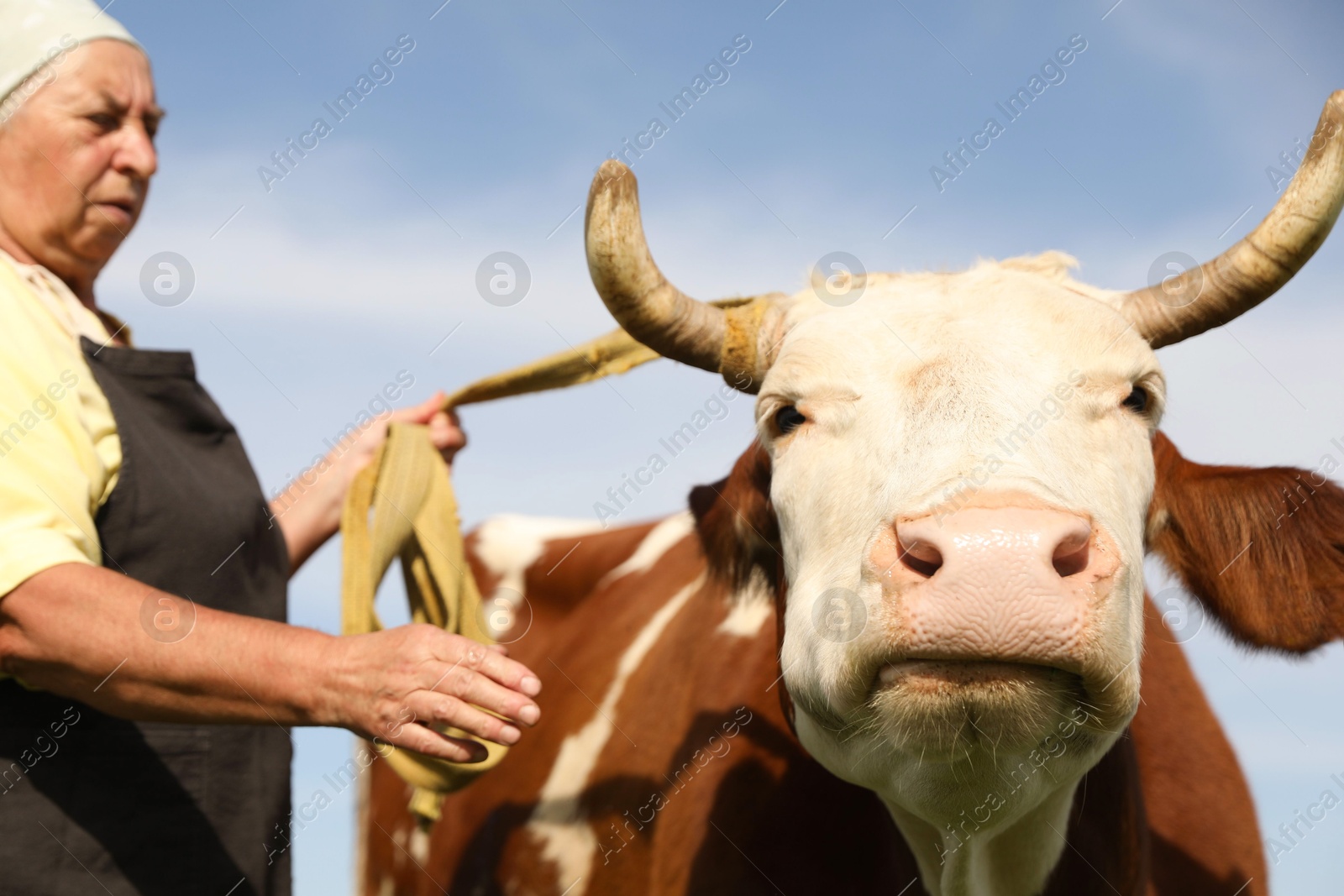 Photo of Senior woman with beautiful cow under blue sky, selective focus