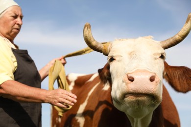 Photo of Senior woman with beautiful cow under blue sky, selective focus