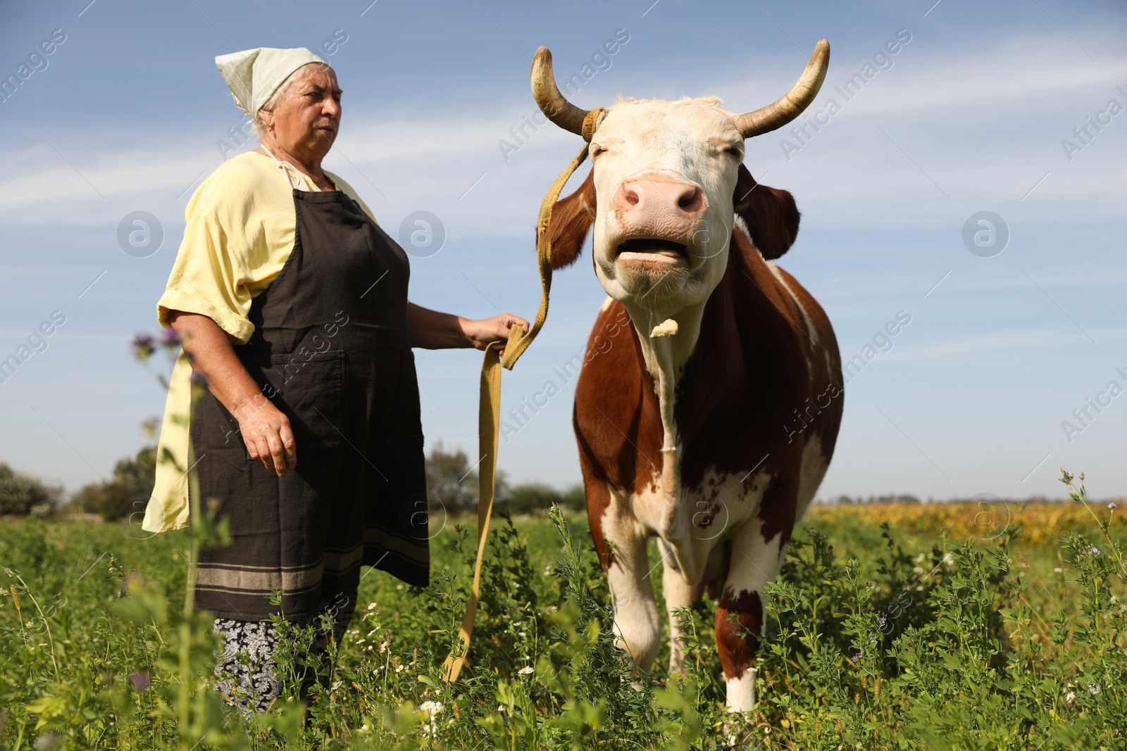 Photo of Senior woman with beautiful cow on pasture