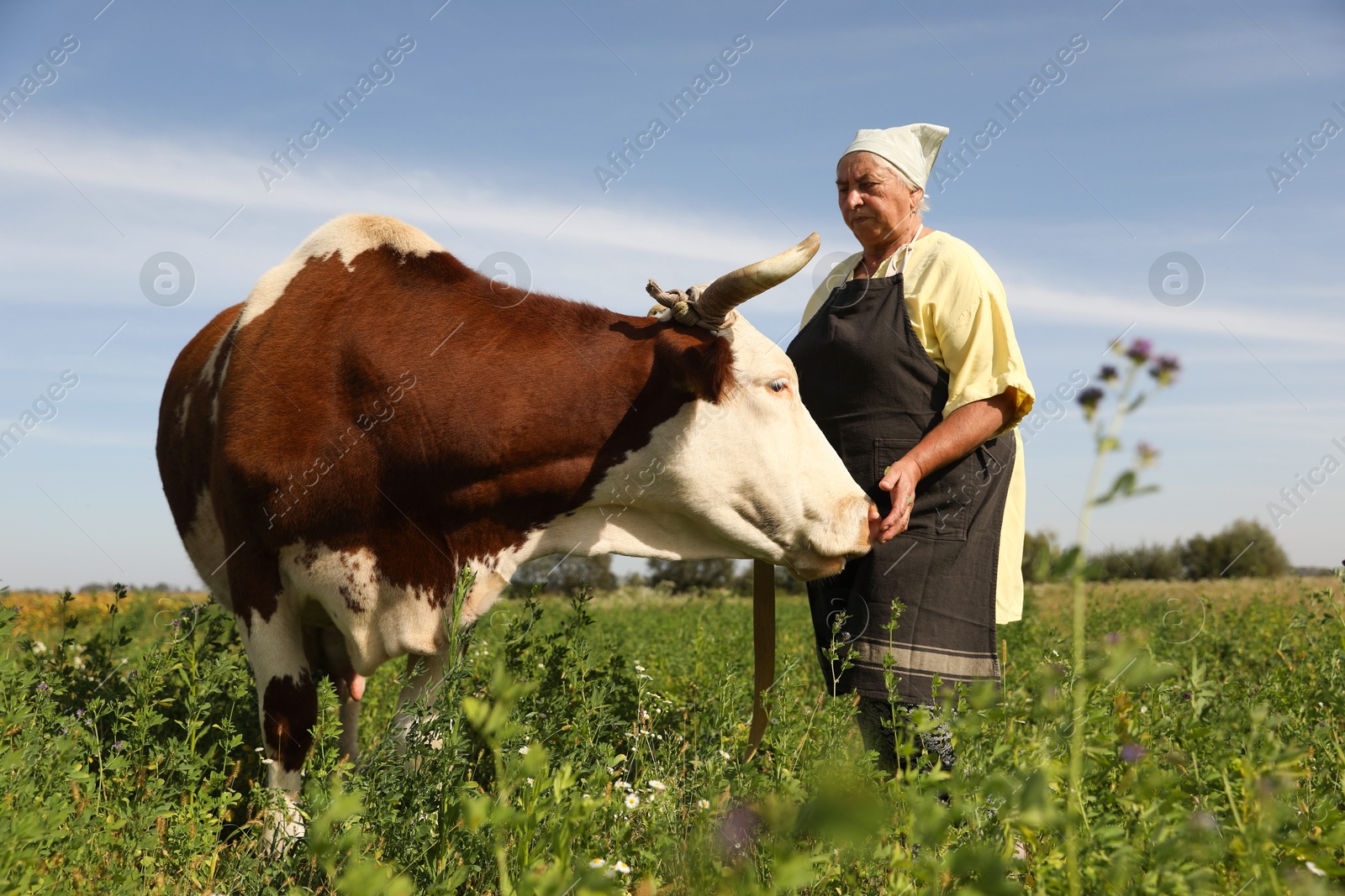 Photo of Senior woman with beautiful cow on pasture