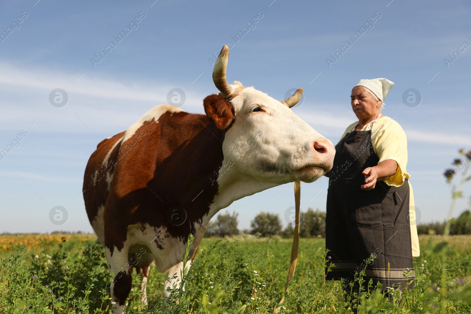 Photo of Senior woman with beautiful cow on pasture