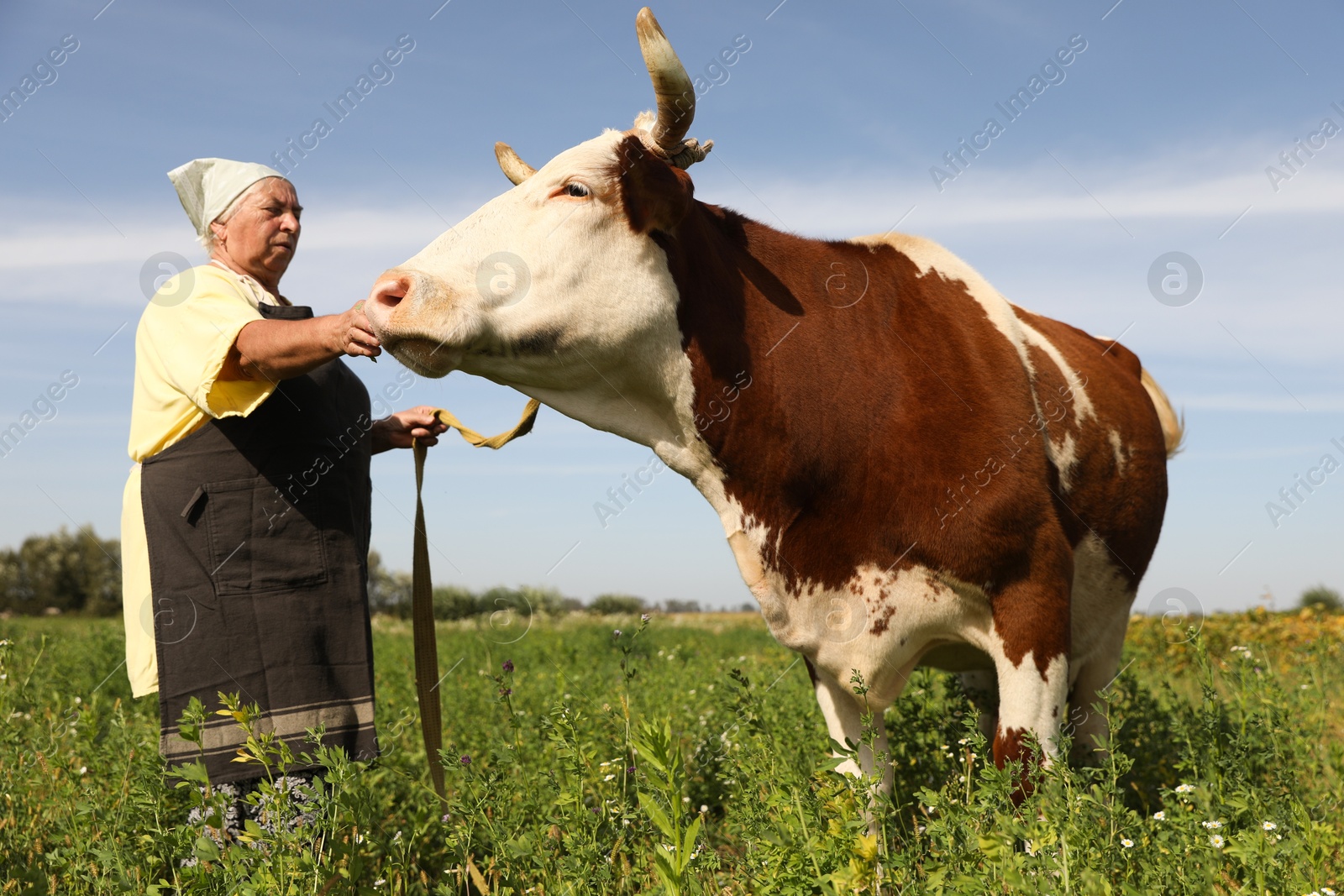 Photo of Senior woman with beautiful cow on pasture