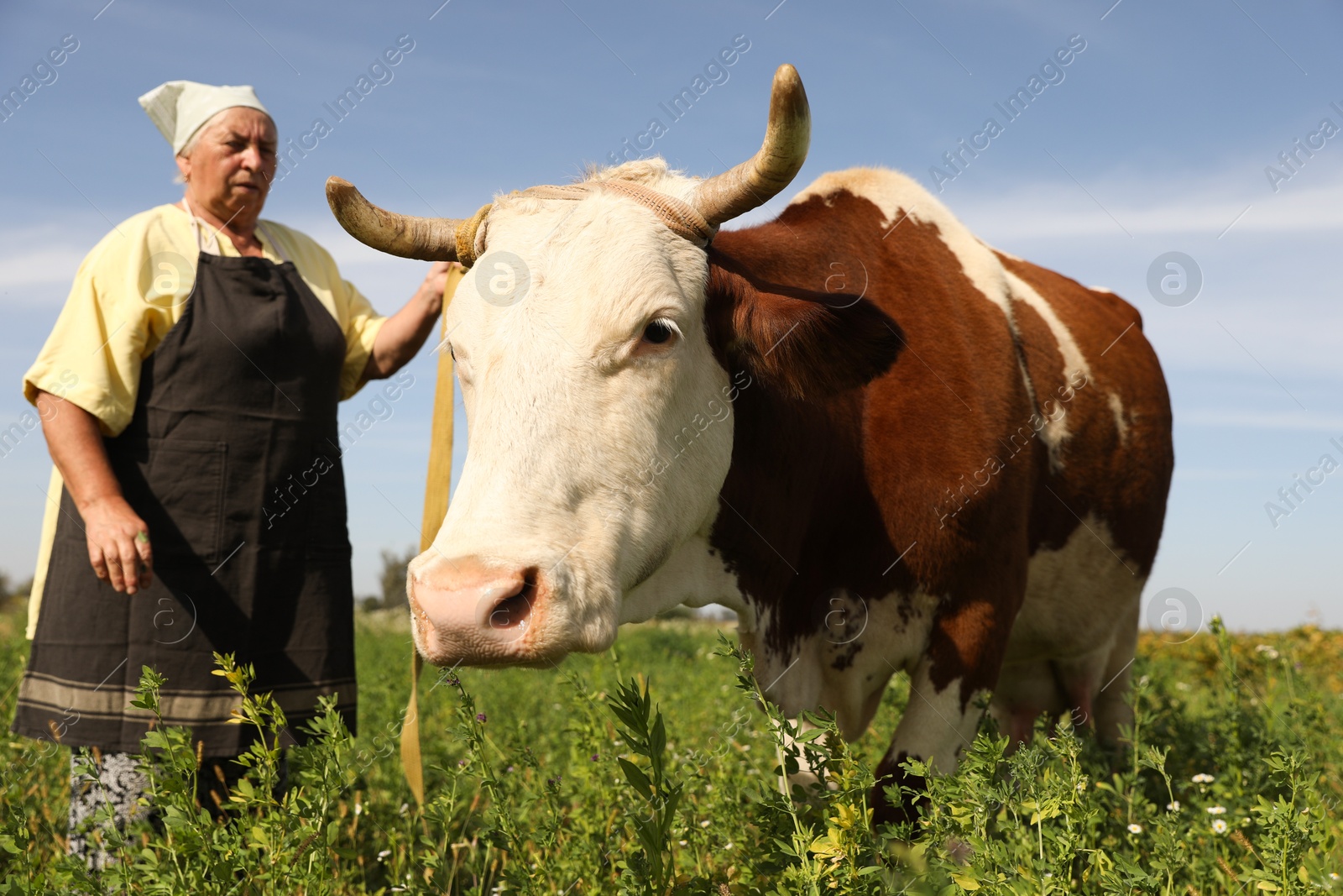 Photo of Senior woman with beautiful cow on pasture