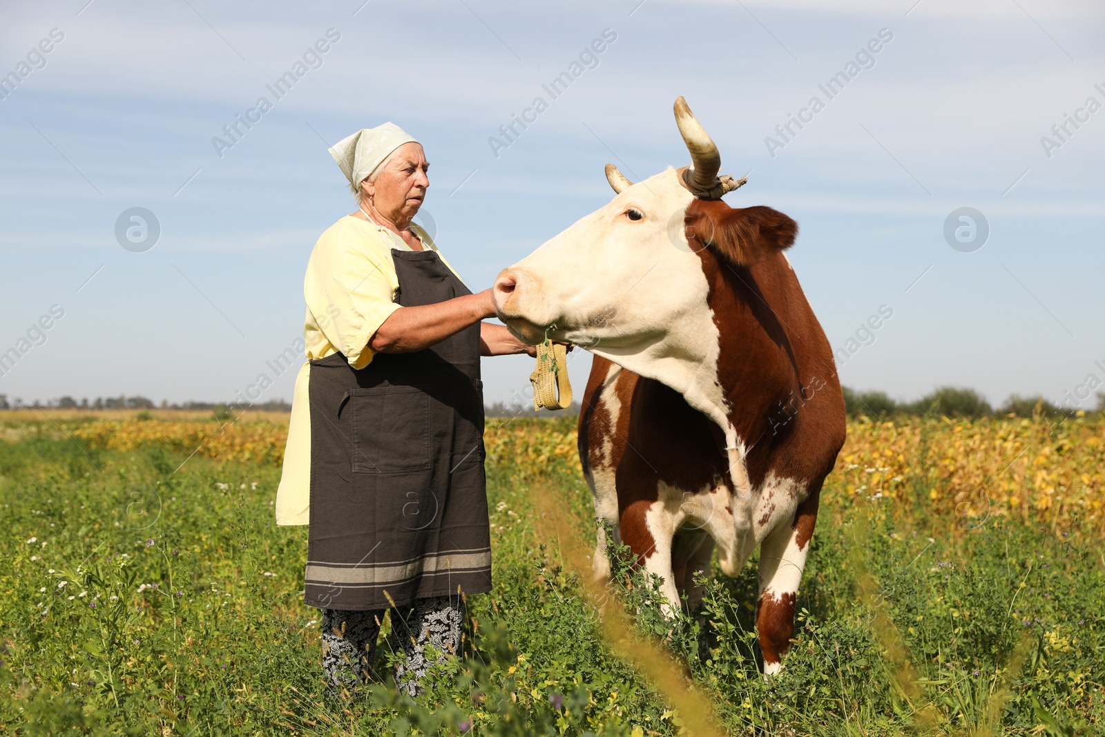 Photo of Senior woman with beautiful cow on pasture