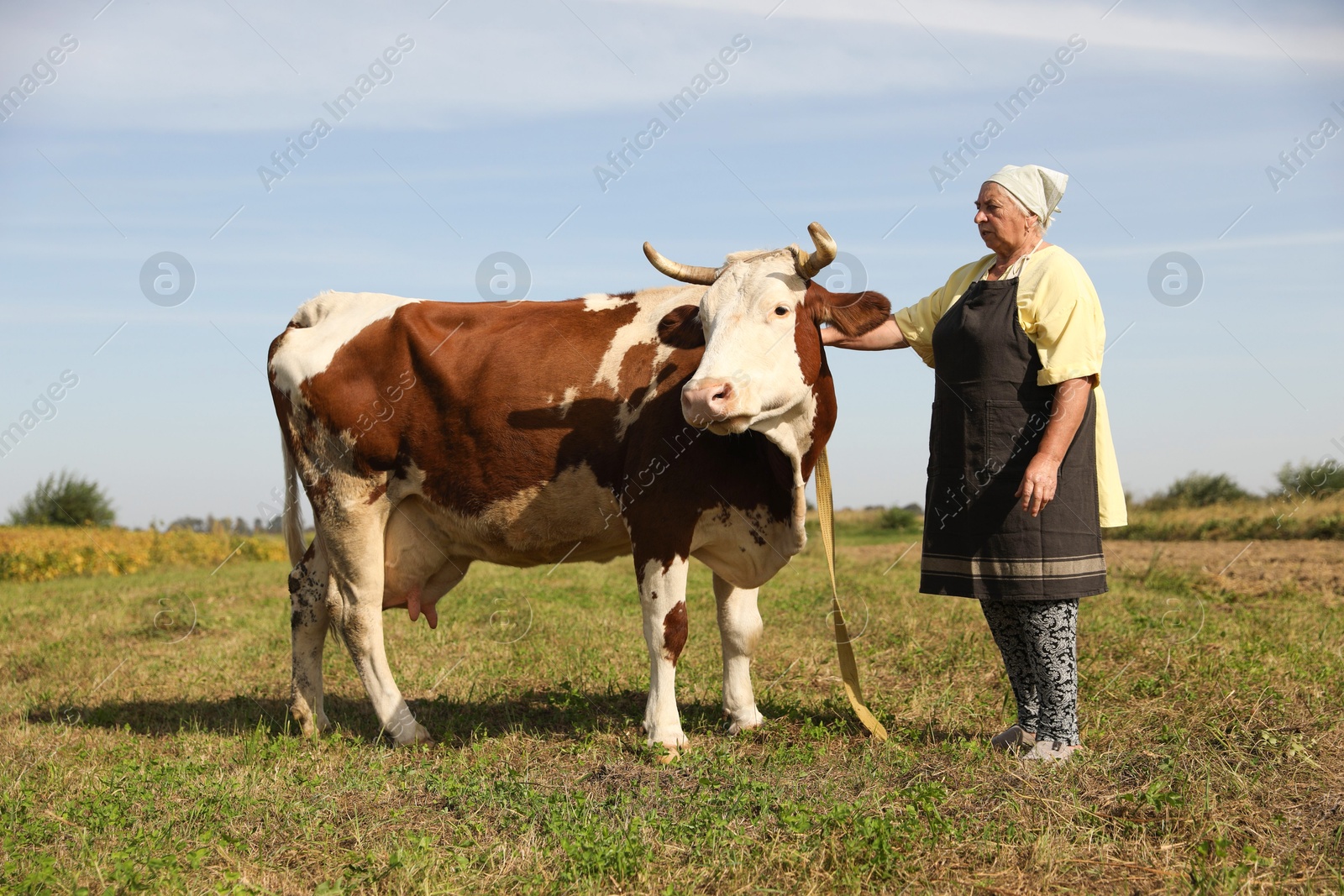 Photo of Senior woman with beautiful cow on pasture