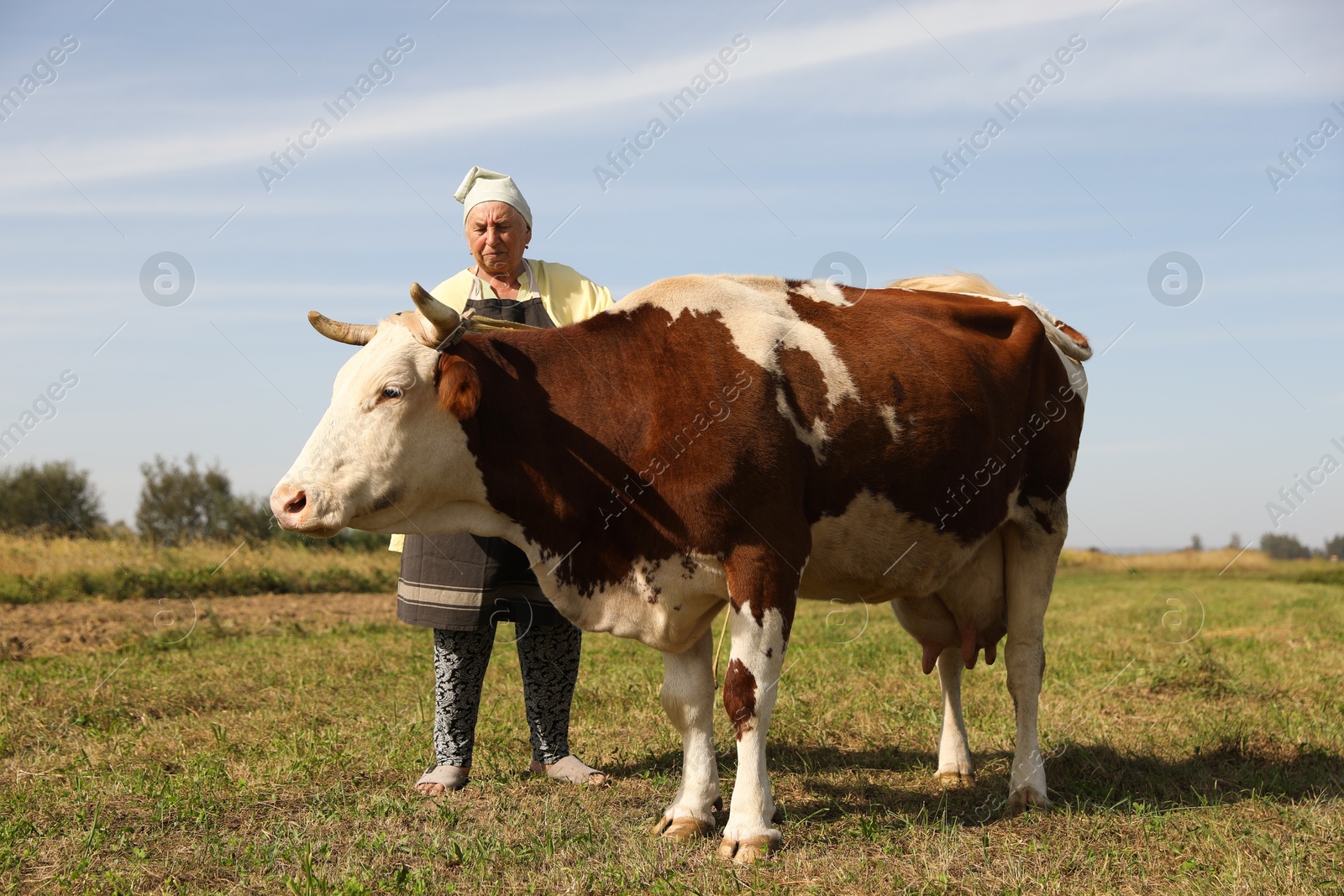 Photo of Senior woman with beautiful cow on pasture