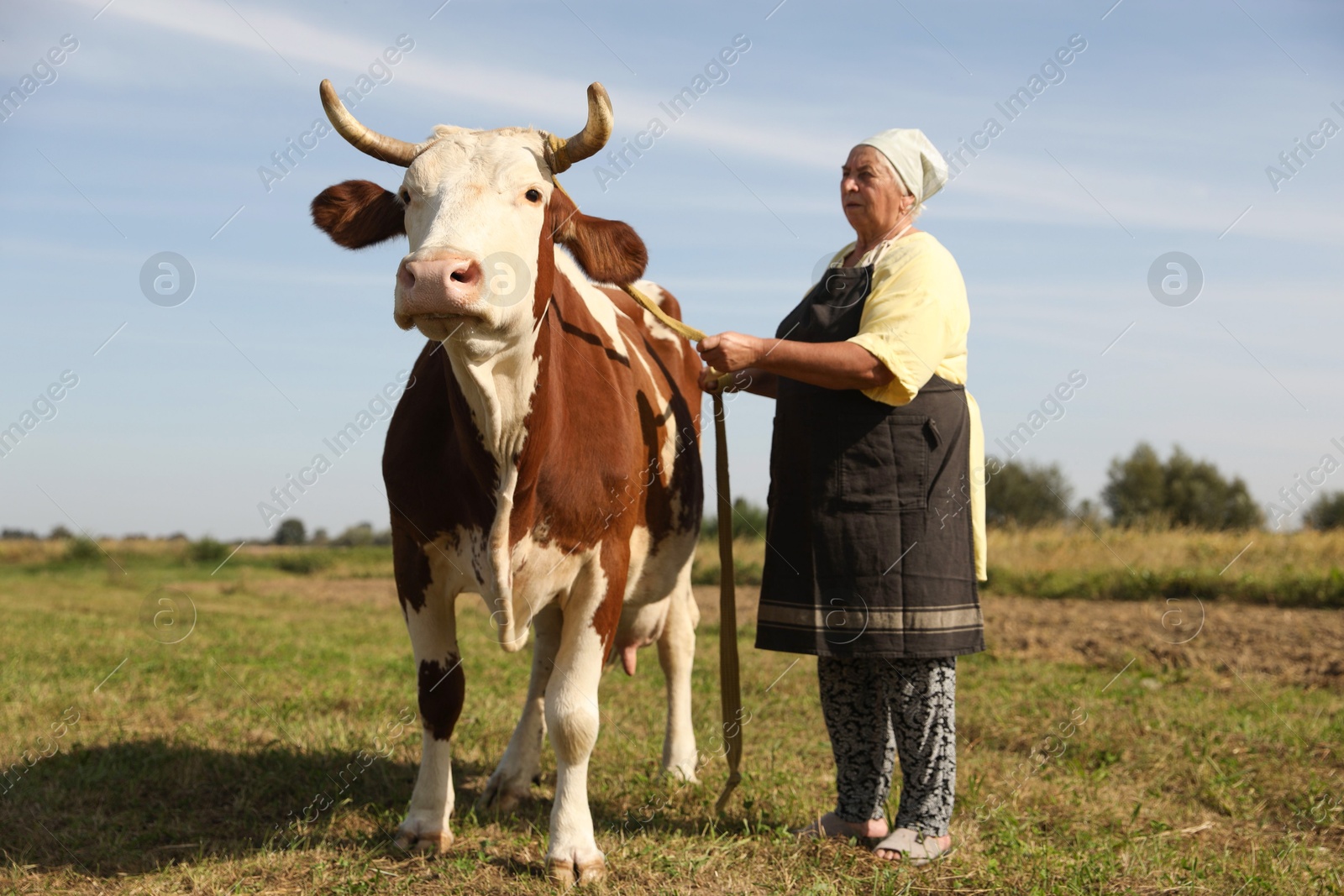 Photo of Senior woman with beautiful cow on pasture