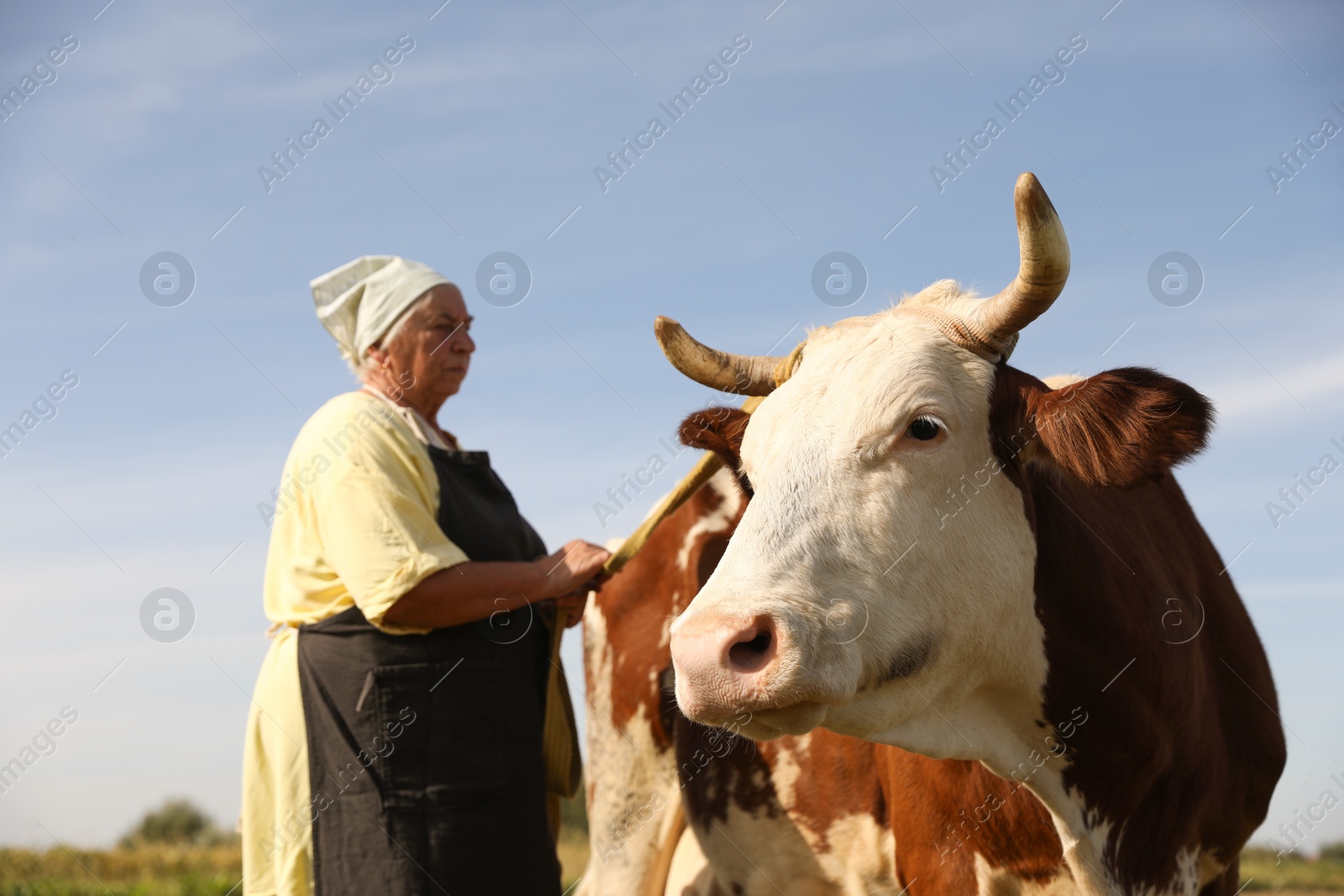 Photo of Senior woman with beautiful cow under blue sky, selective focus