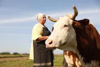 Senior woman with beautiful cow on pasture, selective focus