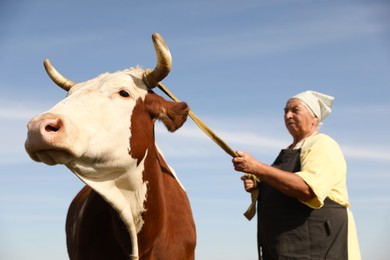 Photo of Senior woman with beautiful cow under blue sky, selective focus