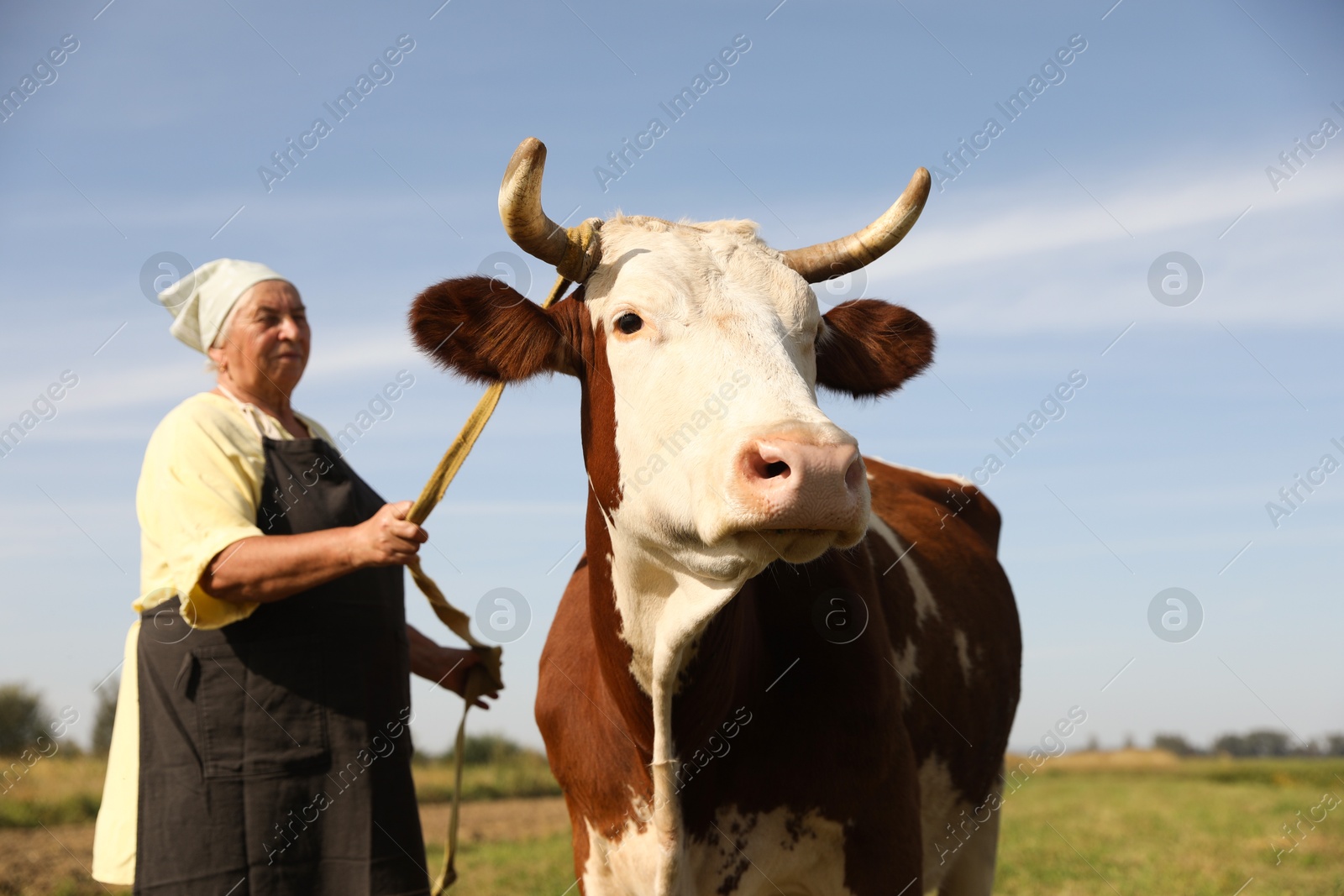 Photo of Senior woman with beautiful cow on pasture, selective focus