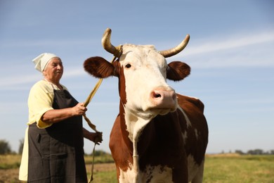 Photo of Senior woman with beautiful cow on pasture, selective focus