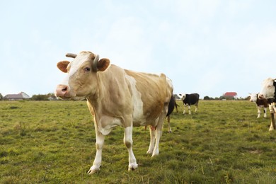 Photo of Beautiful cows grazing on green grass outdoors