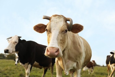 Photo of Beautiful cows grazing on pasture. Farm animal