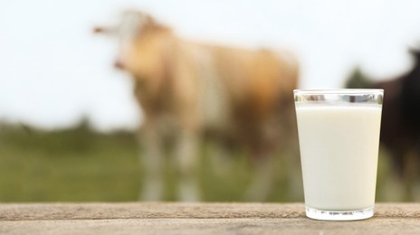 Photo of Fresh milk in glass on wooden table and cows grazing outdoors, selective focus