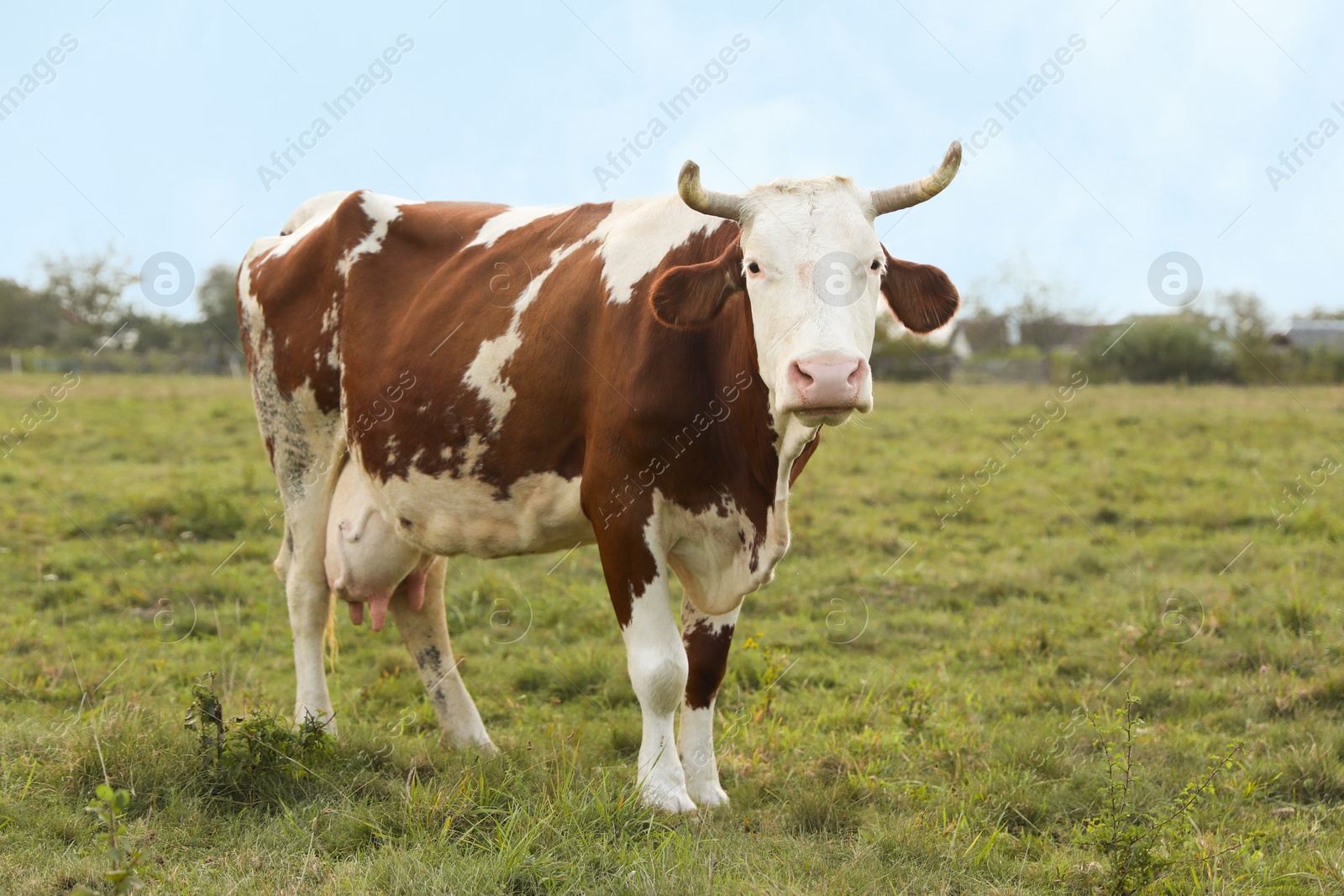 Photo of Beautiful cow grazing on green grass outdoors