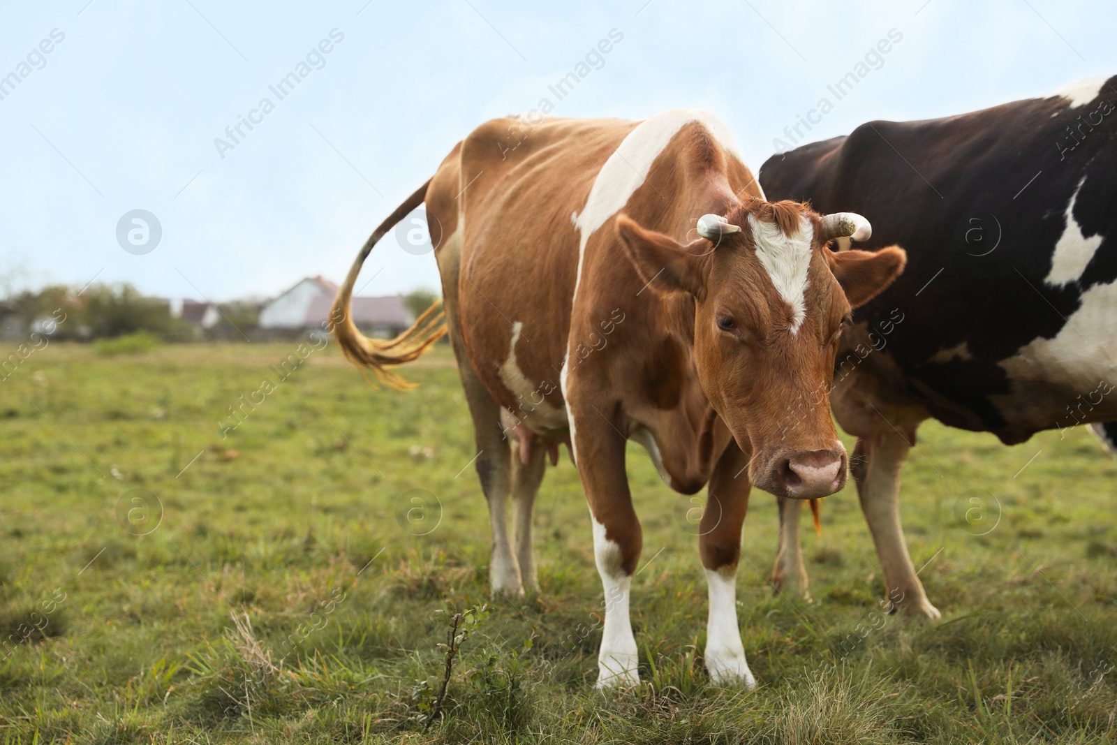 Photo of Beautiful cows grazing on green grass outdoors, space for text