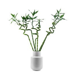 Photo of Beautiful decorative bamboo plant in vase isolated on white