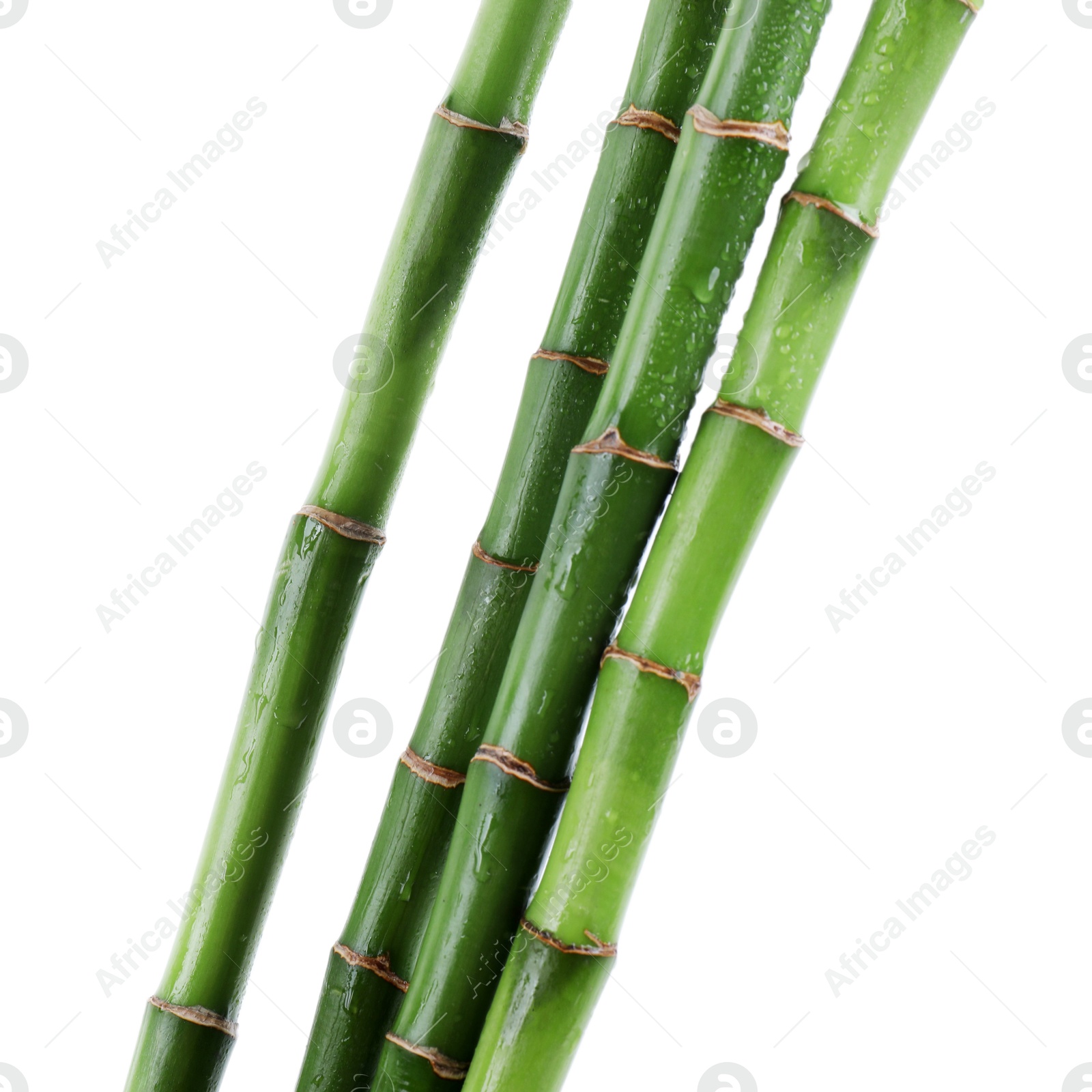 Photo of Stems of decorative bamboo plant isolated on white