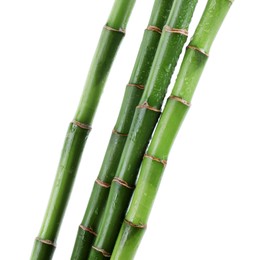 Stems of decorative bamboo plant isolated on white