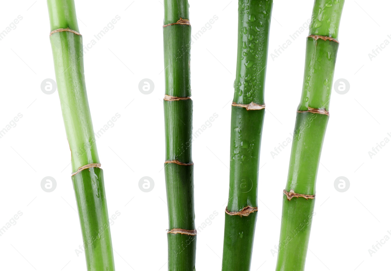 Photo of Stems of decorative bamboo plant isolated on white