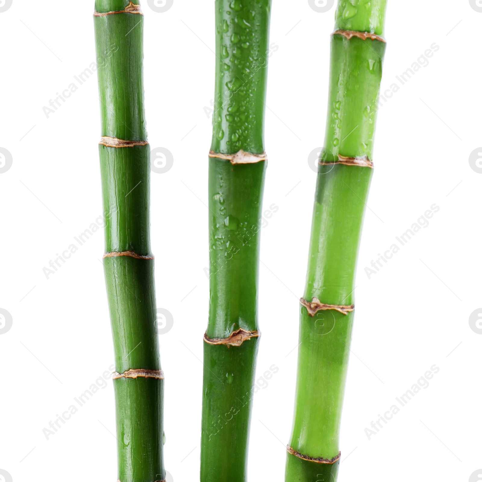 Photo of Stems of decorative bamboo plant isolated on white