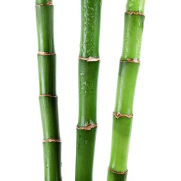 Photo of Stems of decorative bamboo plant isolated on white