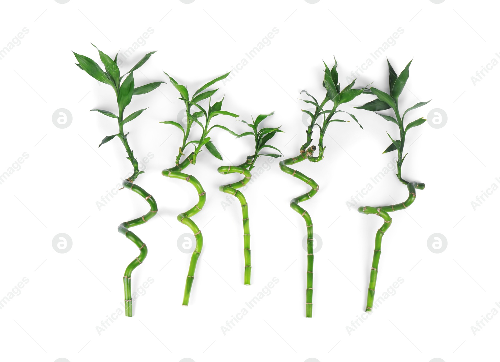 Photo of Stems of decorative bamboo plant isolated on white, top view