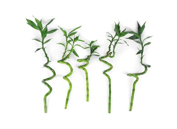 Stems of decorative bamboo plant isolated on white, top view