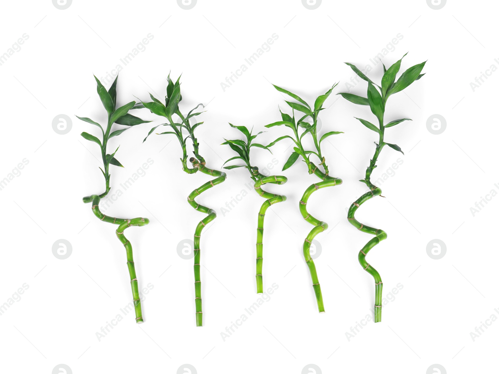 Photo of Stems of decorative bamboo plant isolated on white, top view