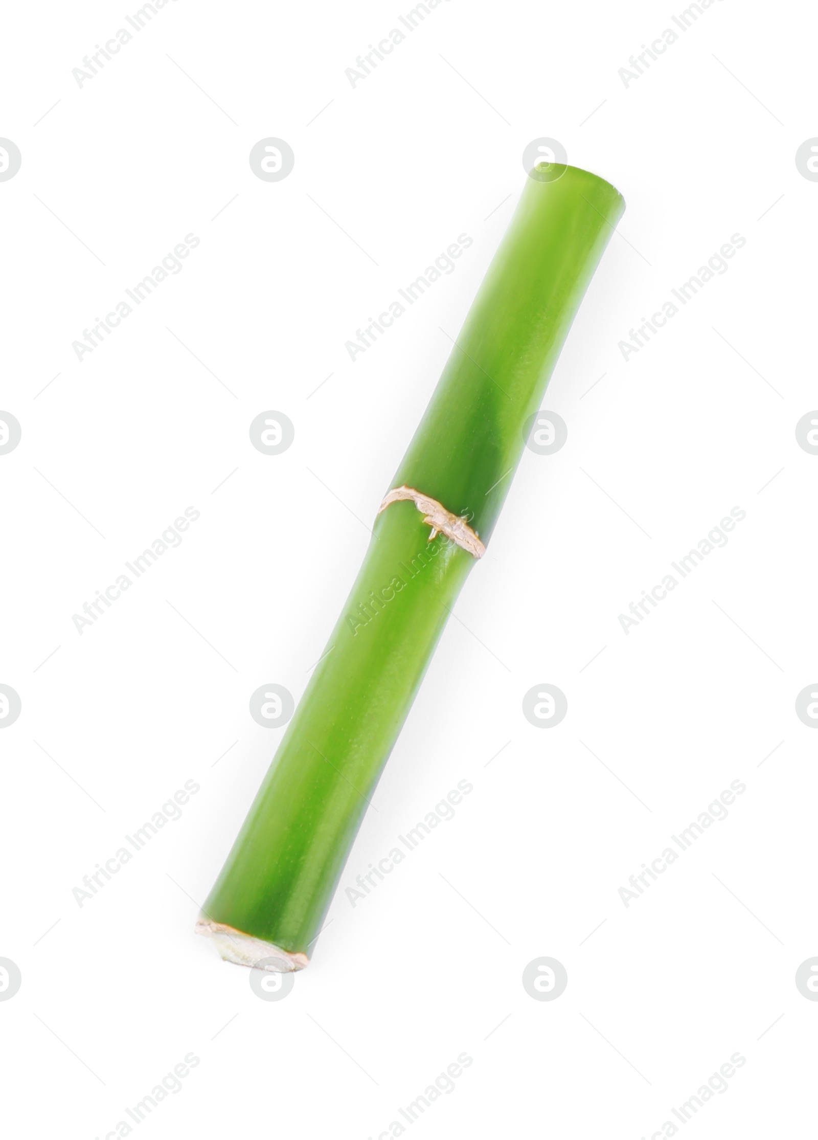 Photo of Piece of decorative bamboo plant isolated on white, top view