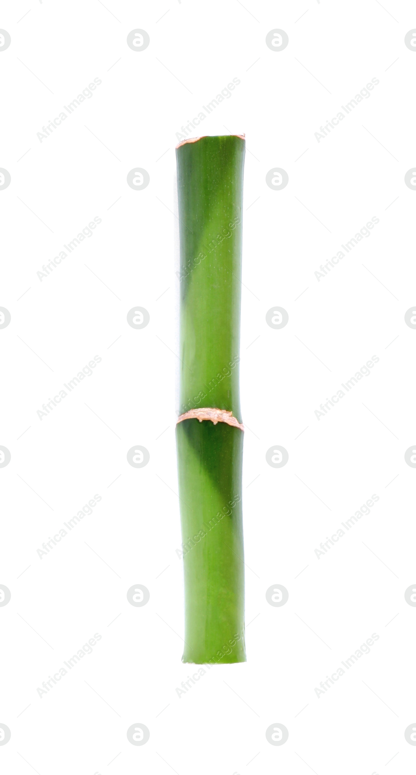 Photo of Piece of decorative bamboo plant isolated on white, top view