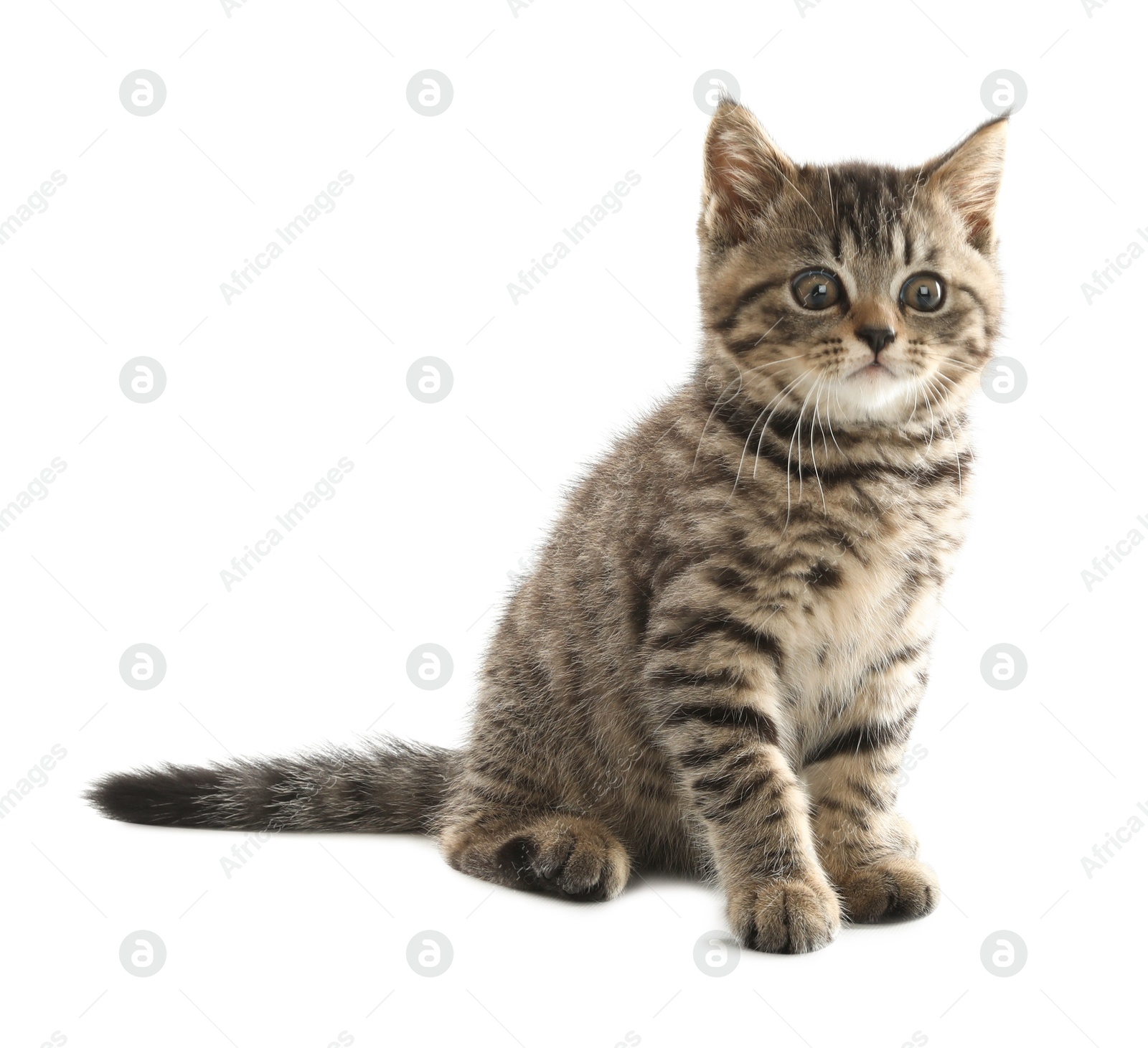 Photo of Cute tabby kitten on white background. Baby animal