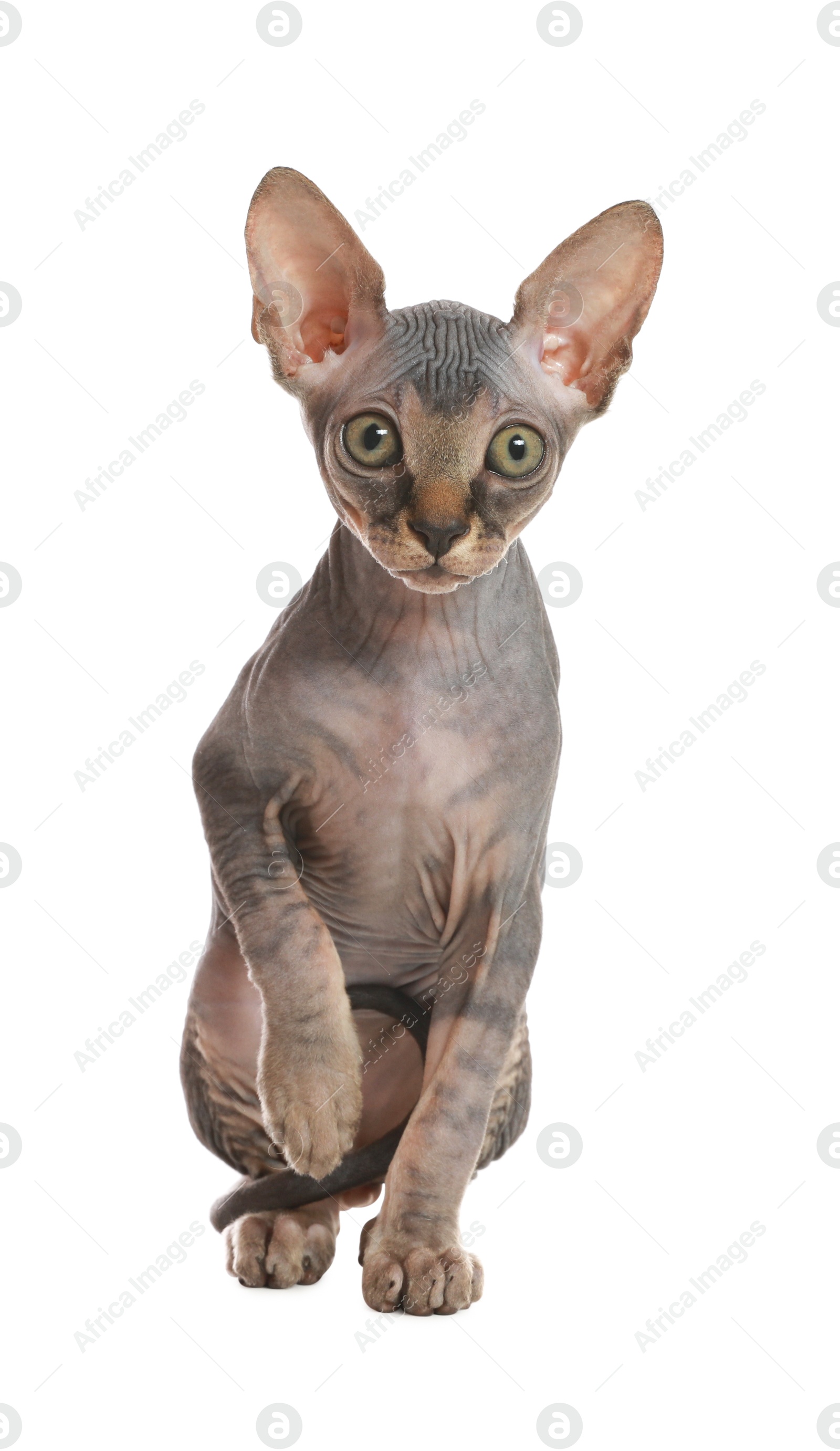 Photo of Adorable Sphynx kitten on white background. Baby animal