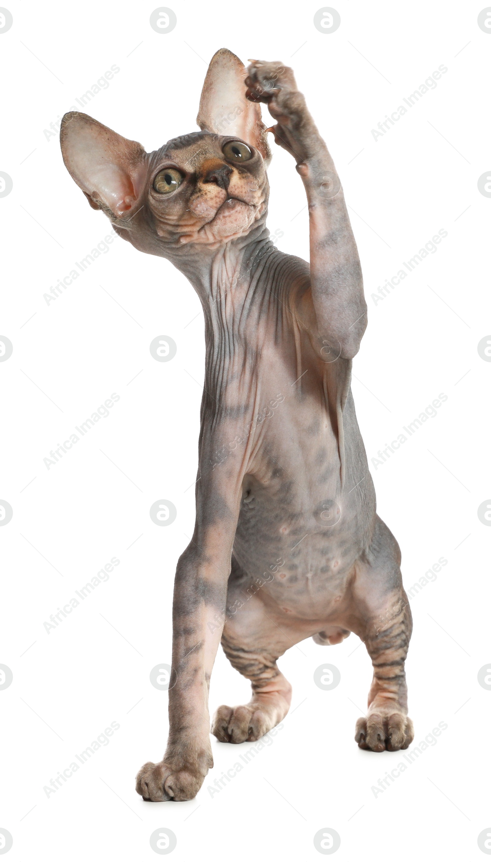 Photo of Adorable Sphynx kitten on white background. Baby animal