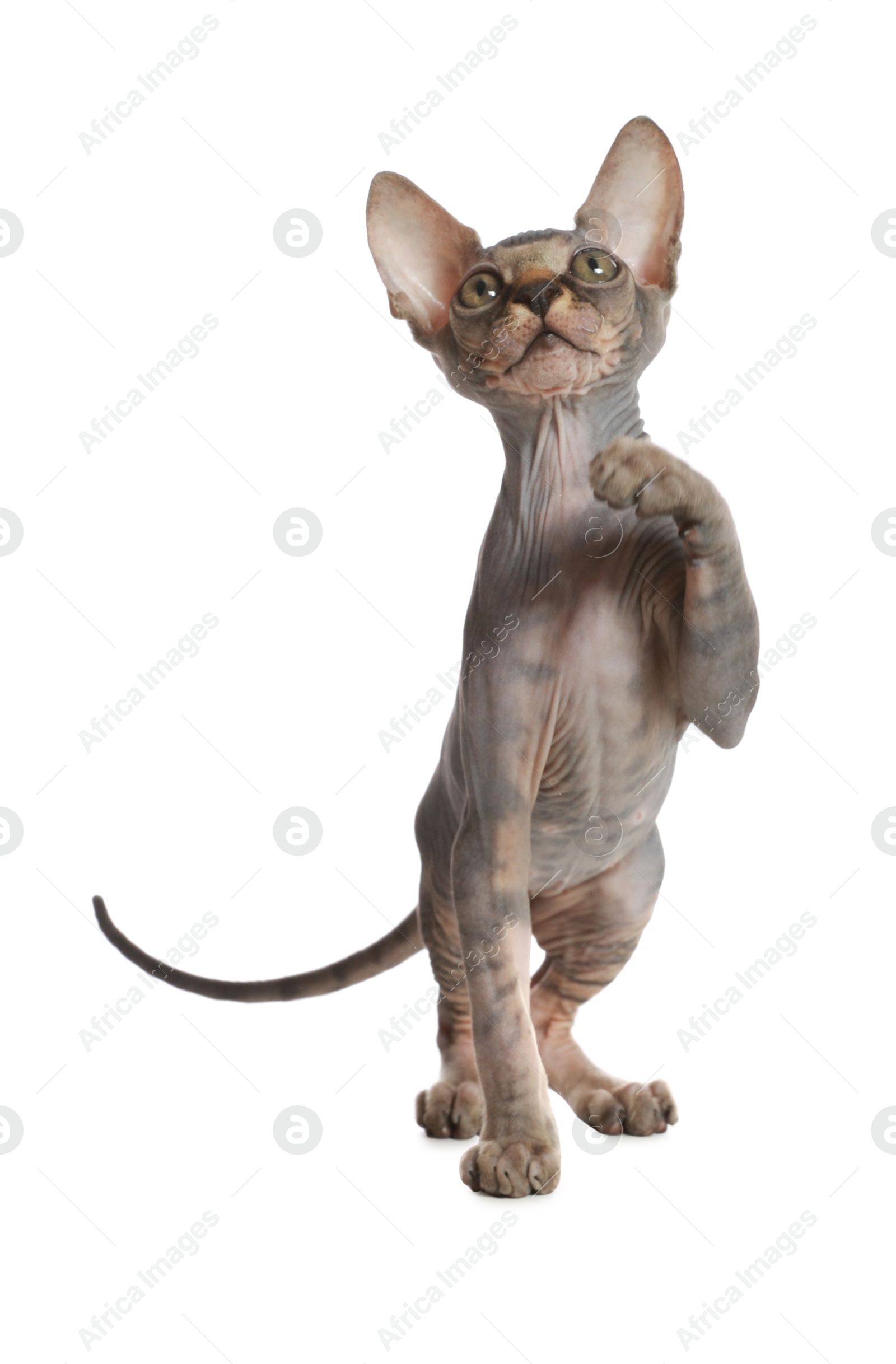 Photo of Adorable Sphynx kitten on white background. Baby animal