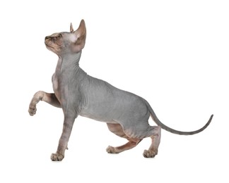 Photo of Adorable Sphynx kitten on white background. Baby animal