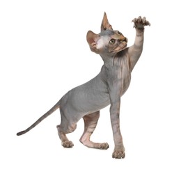 Photo of Adorable Sphynx kitten on white background. Baby animal