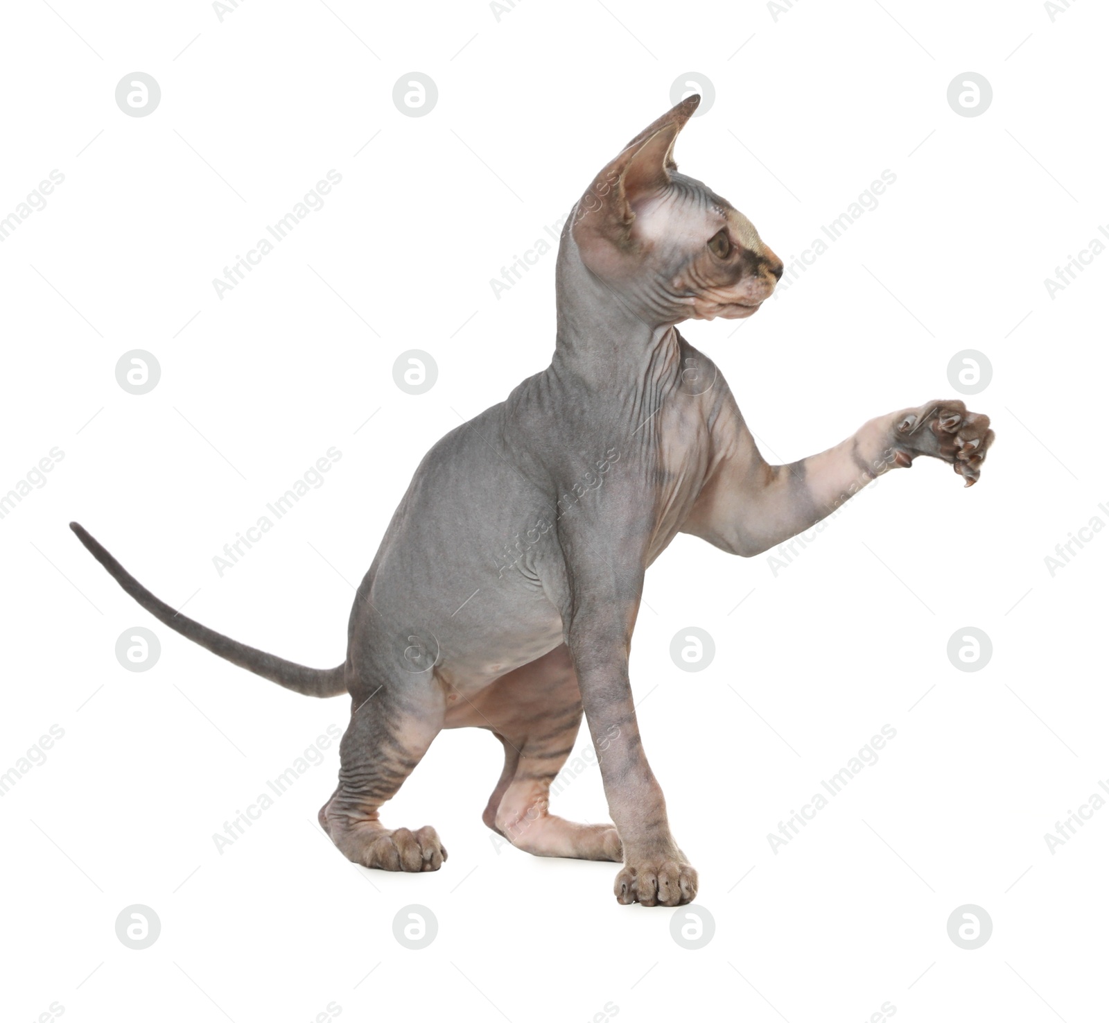 Photo of Adorable Sphynx kitten on white background. Baby animal