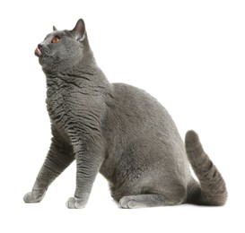 Photo of Adorable grey British Shorthair cat on white background