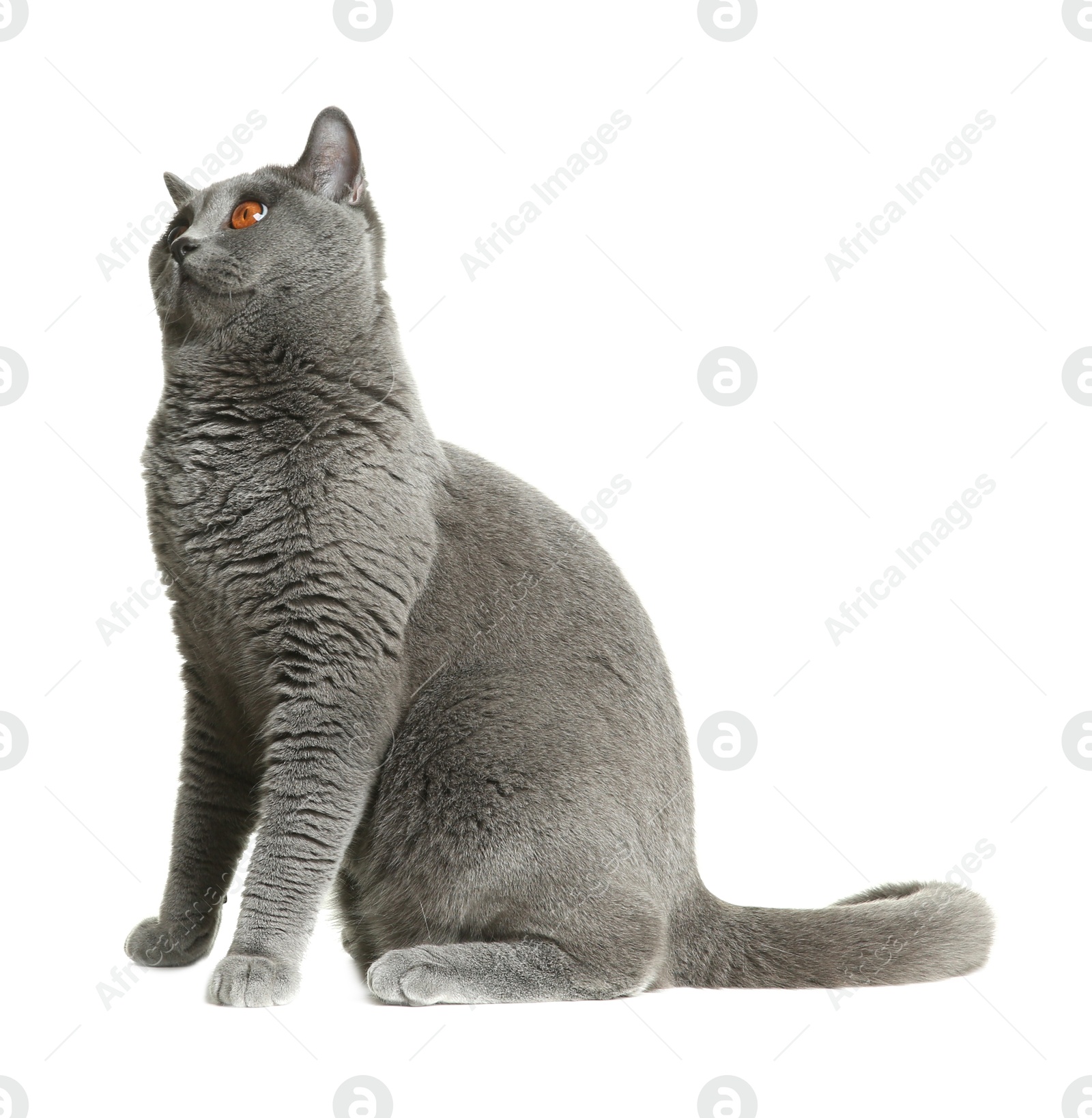 Photo of Adorable grey British Shorthair cat on white background